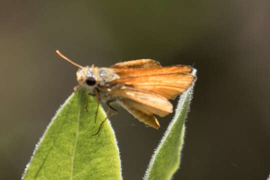 Image of Orange Skipperling