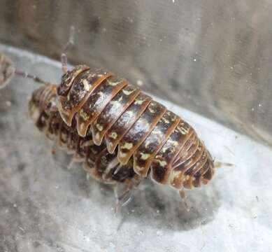 Image of Armadillidium pictum Brandt 1833