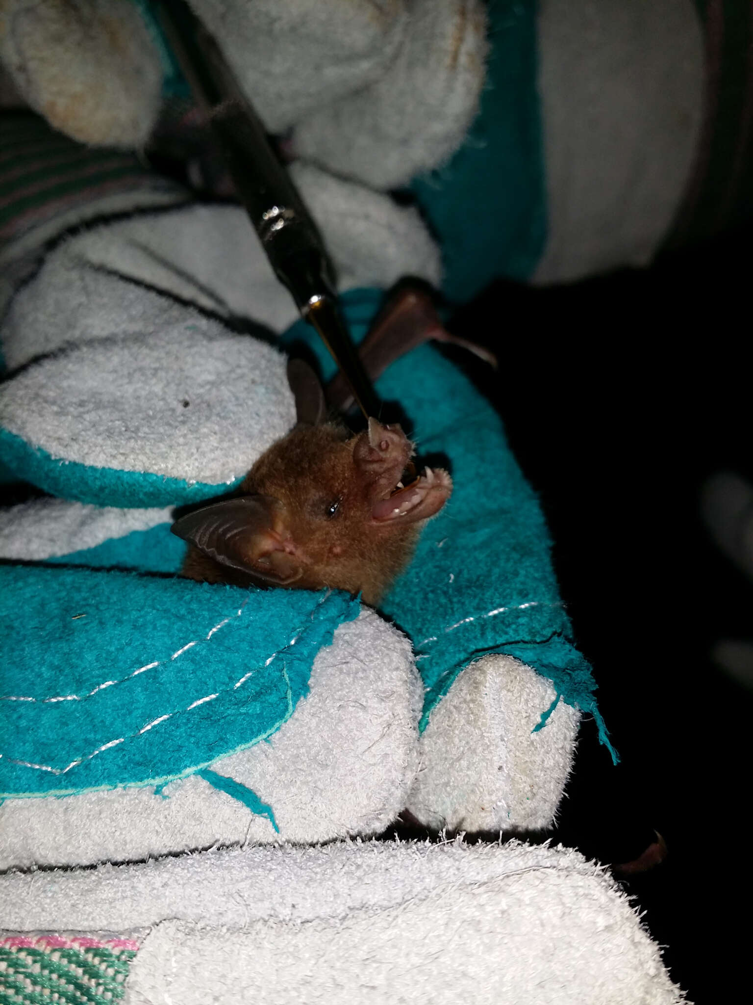 Image of Brown Flower Bat