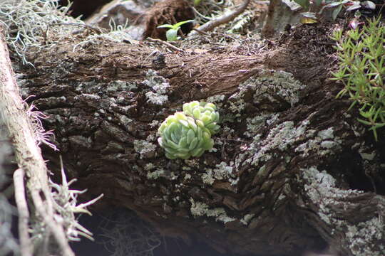 Image of Echeveria elegans Rose