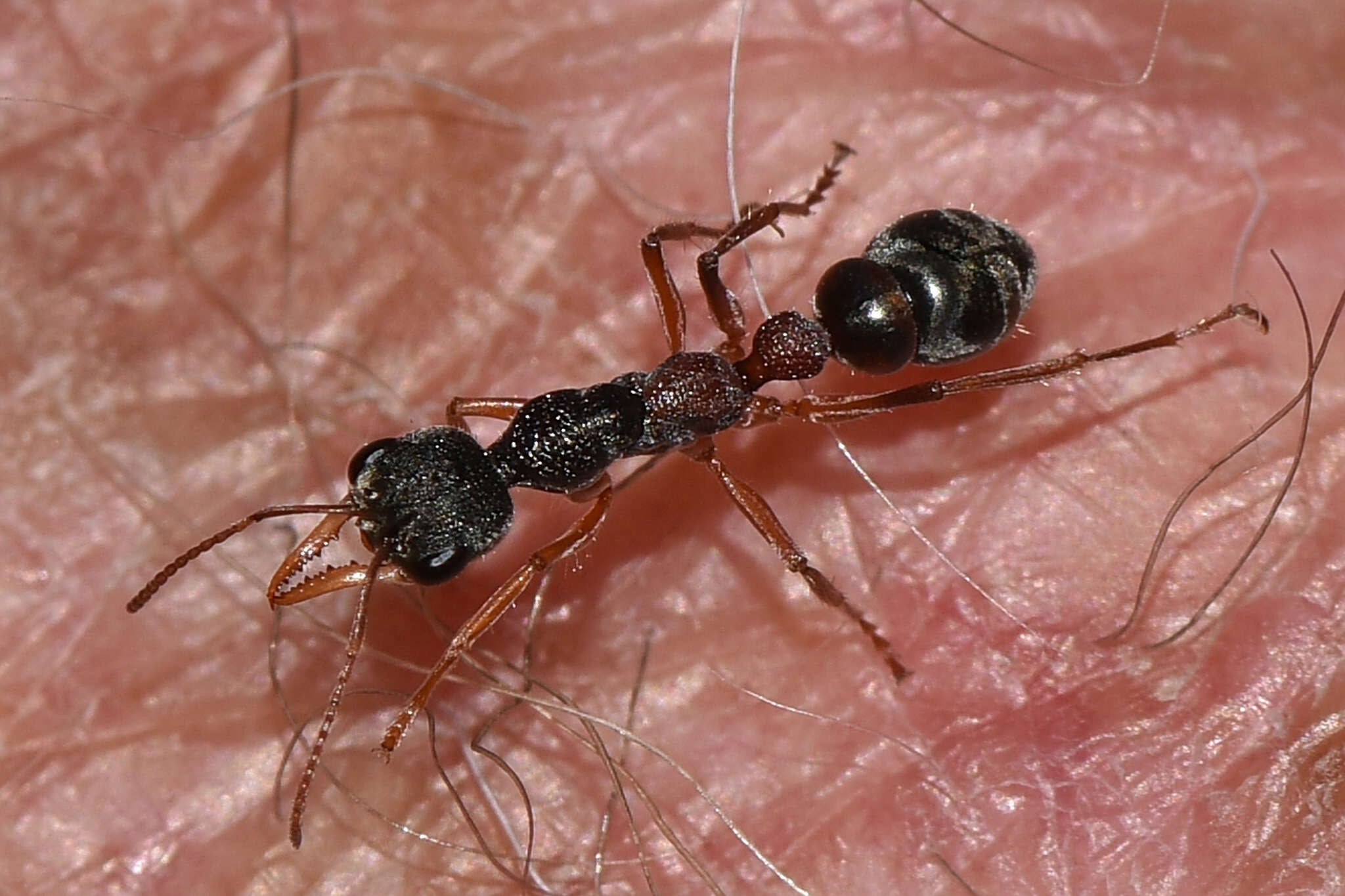 Image de Myrmecia urens Lowne 1865