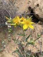 Image of Sierra blazingstar