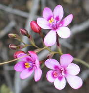 Image of Freesia verrucosa (B. Vogel) Goldblatt & J. C. Manning