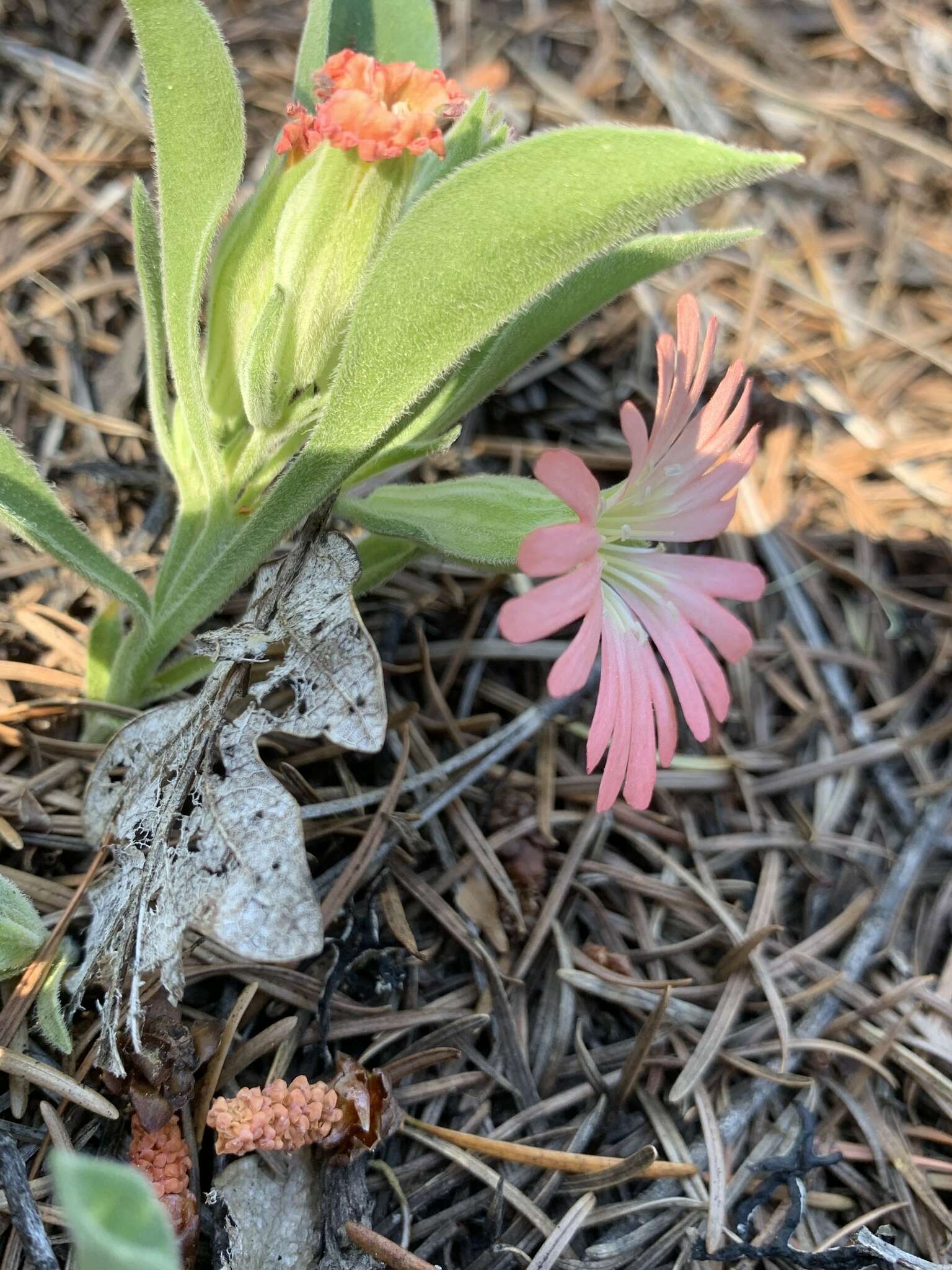 Image of Klamath Mountain catchfly