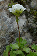 Sivun Saxifraga pedemontana All. kuva