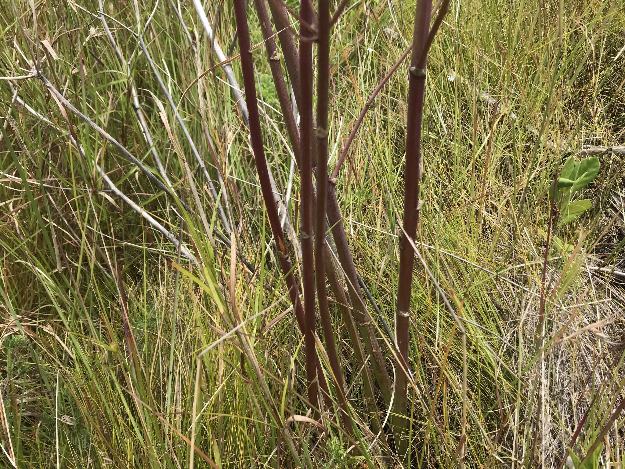 Image of Annesorhiza macrocarpa Eckl. & Zeyh.