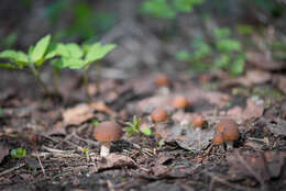 Image of Psathyrella spadiceogrisea (Schaeff.) Maire 1937