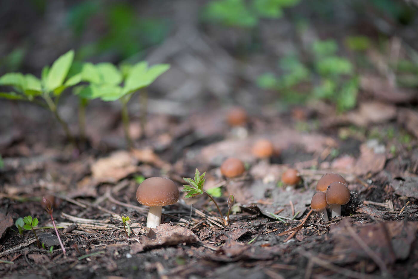 Imagem de Psathyrella spadiceogrisea (Schaeff.) Maire 1937