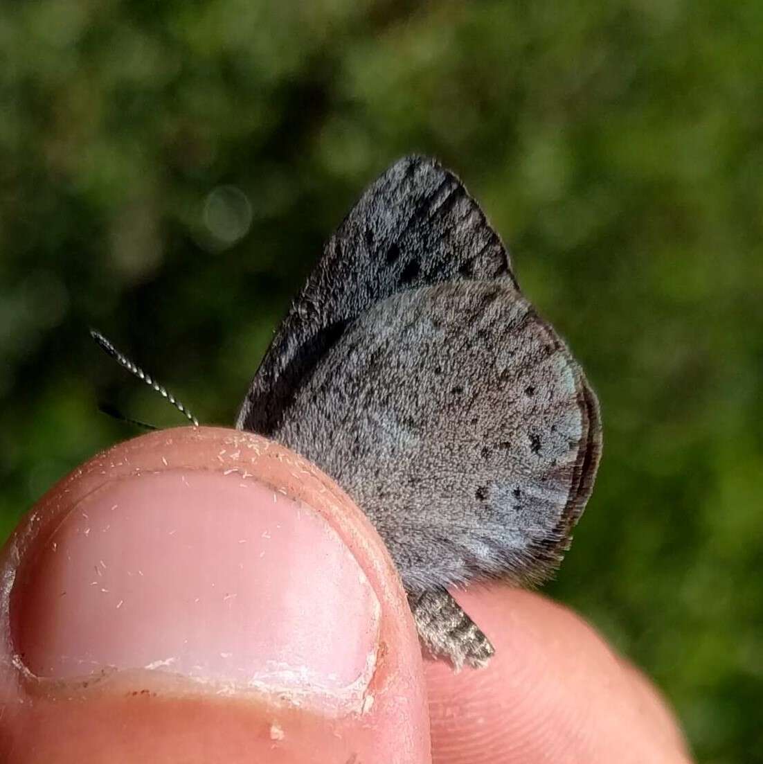 Image of Satyrium fuliginosa (Edwards 1861)