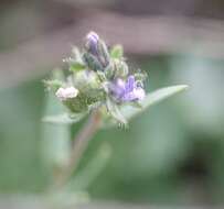 Image of Linaria micrantha (Cav.) Hoffmgg. & Link