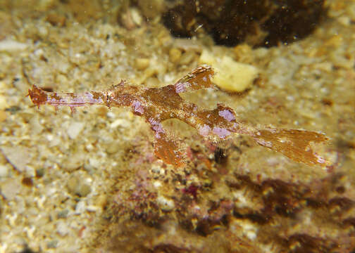 Image of Hairy ghost pipefish