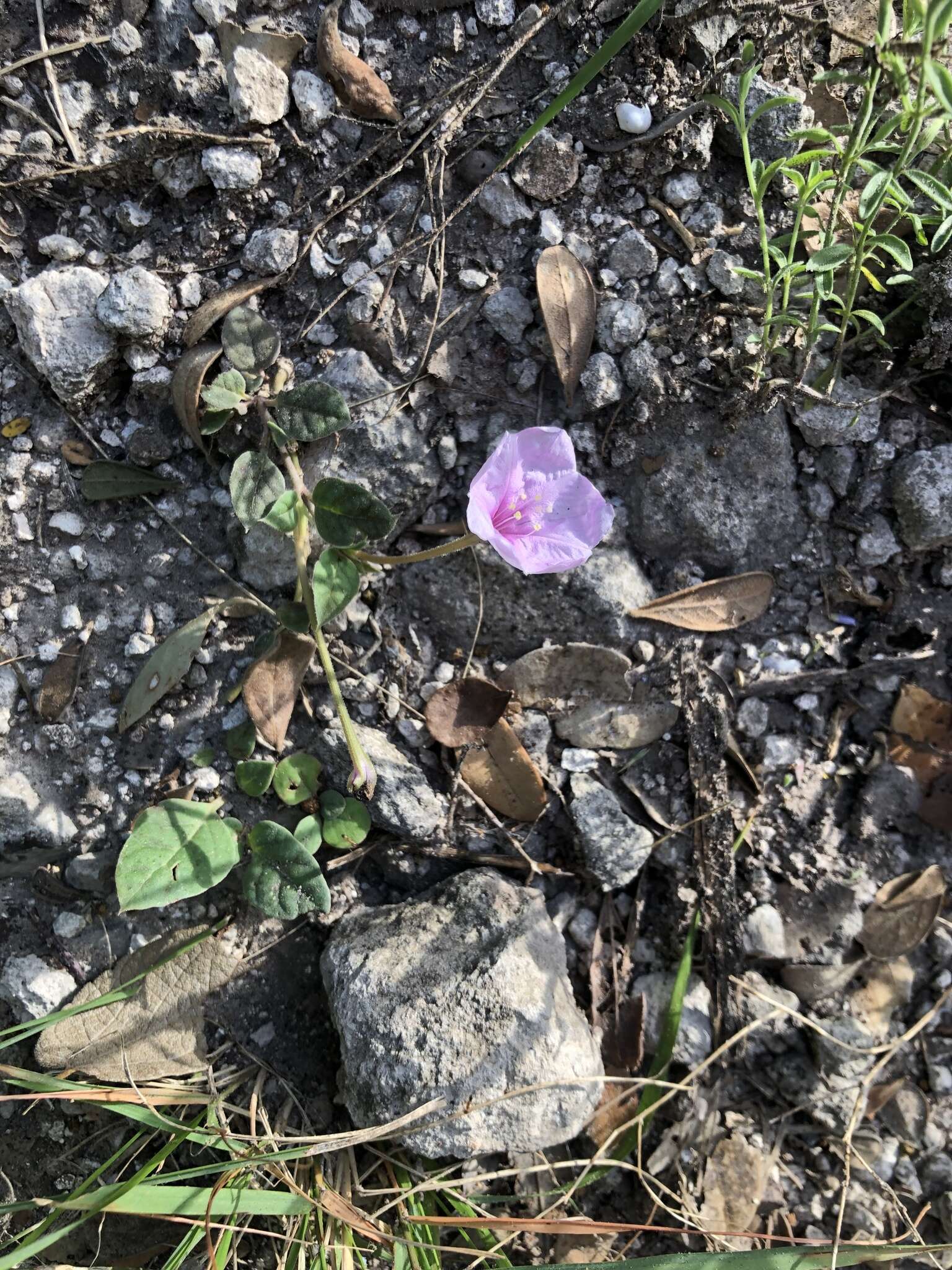 Acleisanthes anisophylla A. Gray resmi