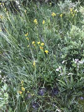 Image of Two-Leaf Groundsel