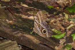 Image of Caligo teucer Linnaeus 1758