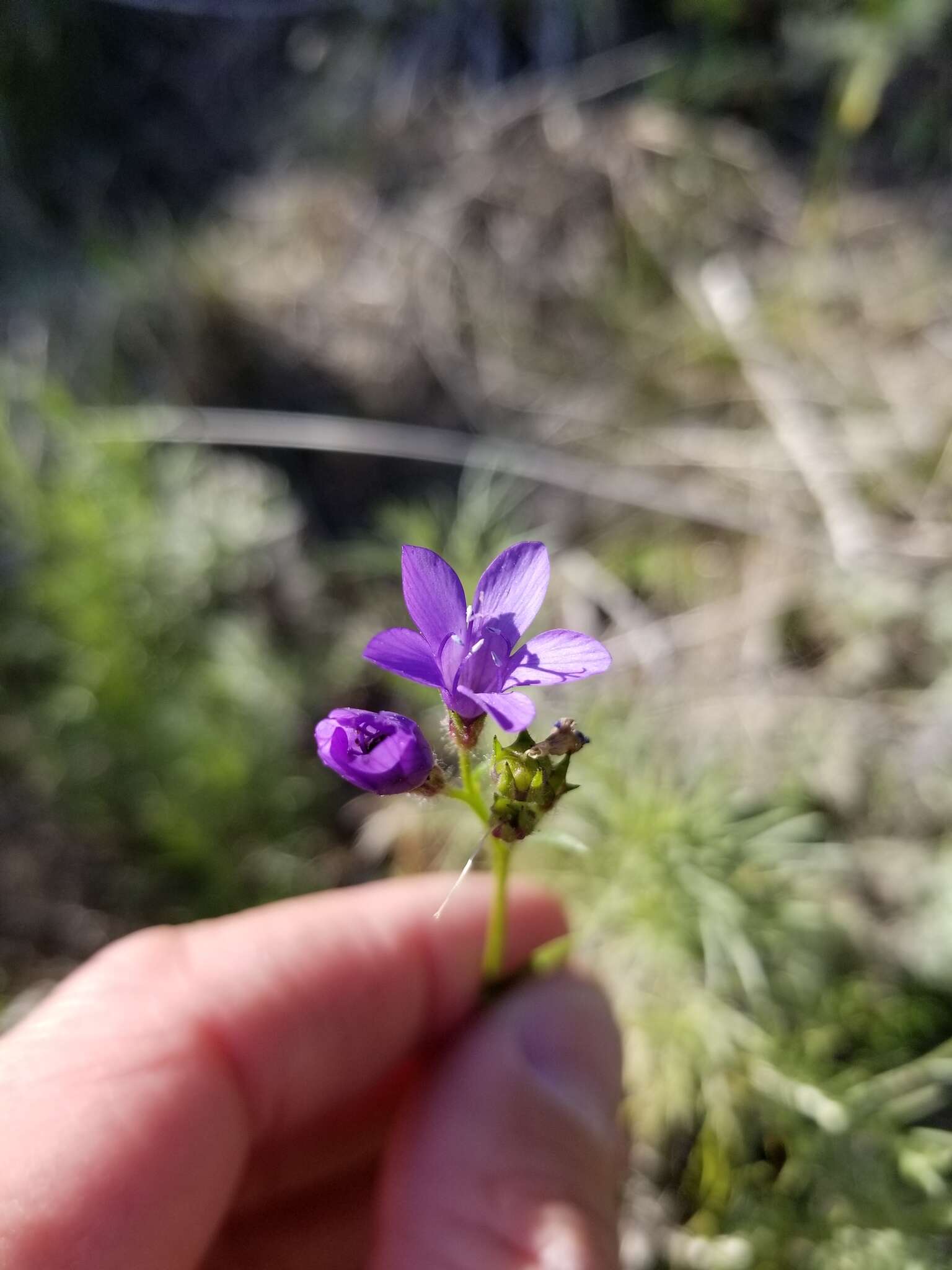 Image of California gilia