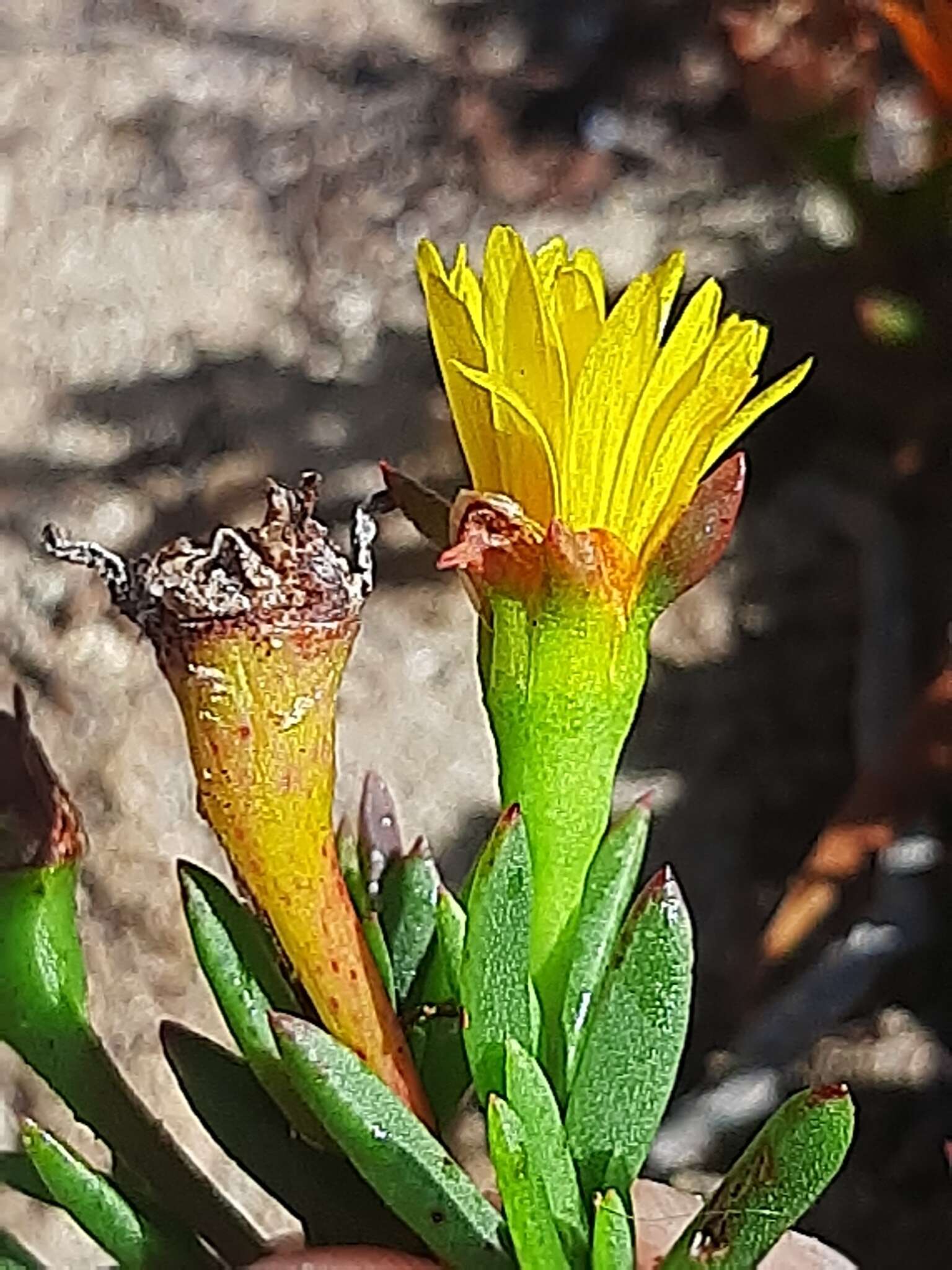 صورة Lampranthus fergusoniae (L. Bol.) L. Bol.