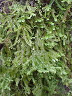 Image of Plagiochila trispicata Colenso