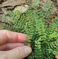 Image of Ozark milkvetch