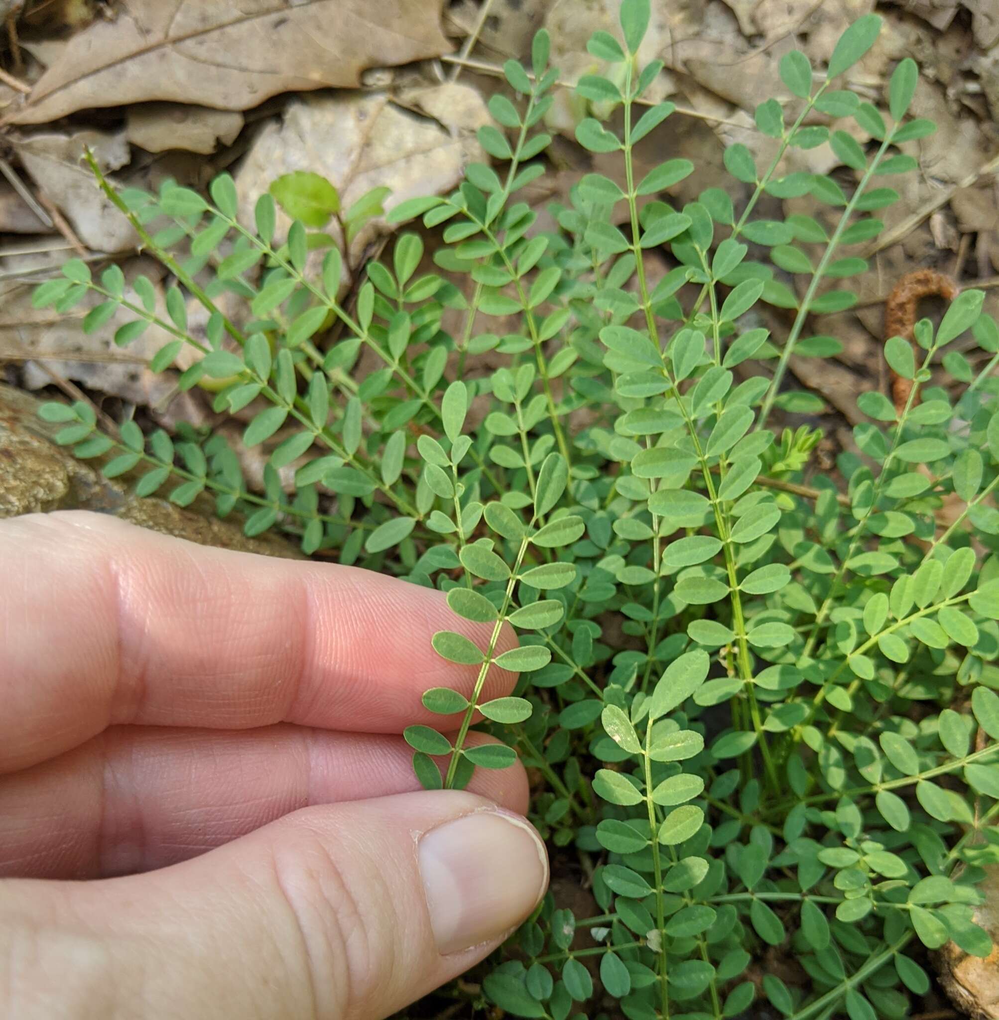 Image of Ozark milkvetch