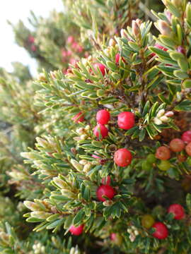 Image of Acrothamnus montanus (R. Br.) Quinn