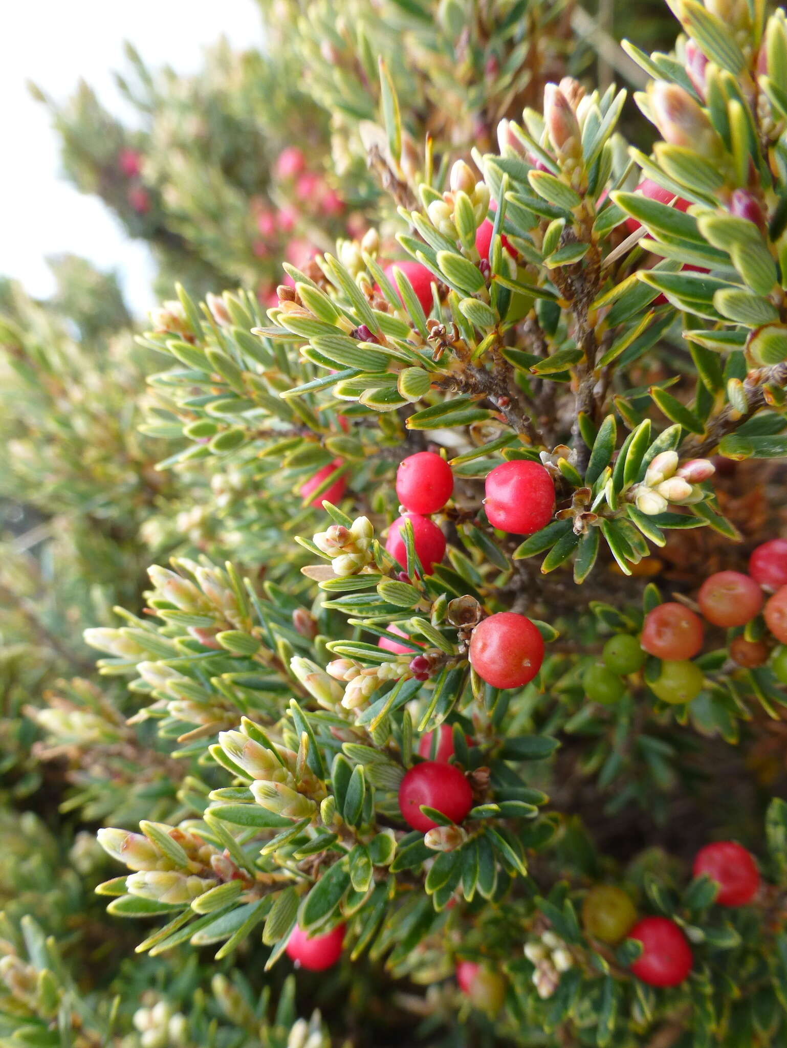 Image of Acrothamnus montanus (R. Br.) Quinn