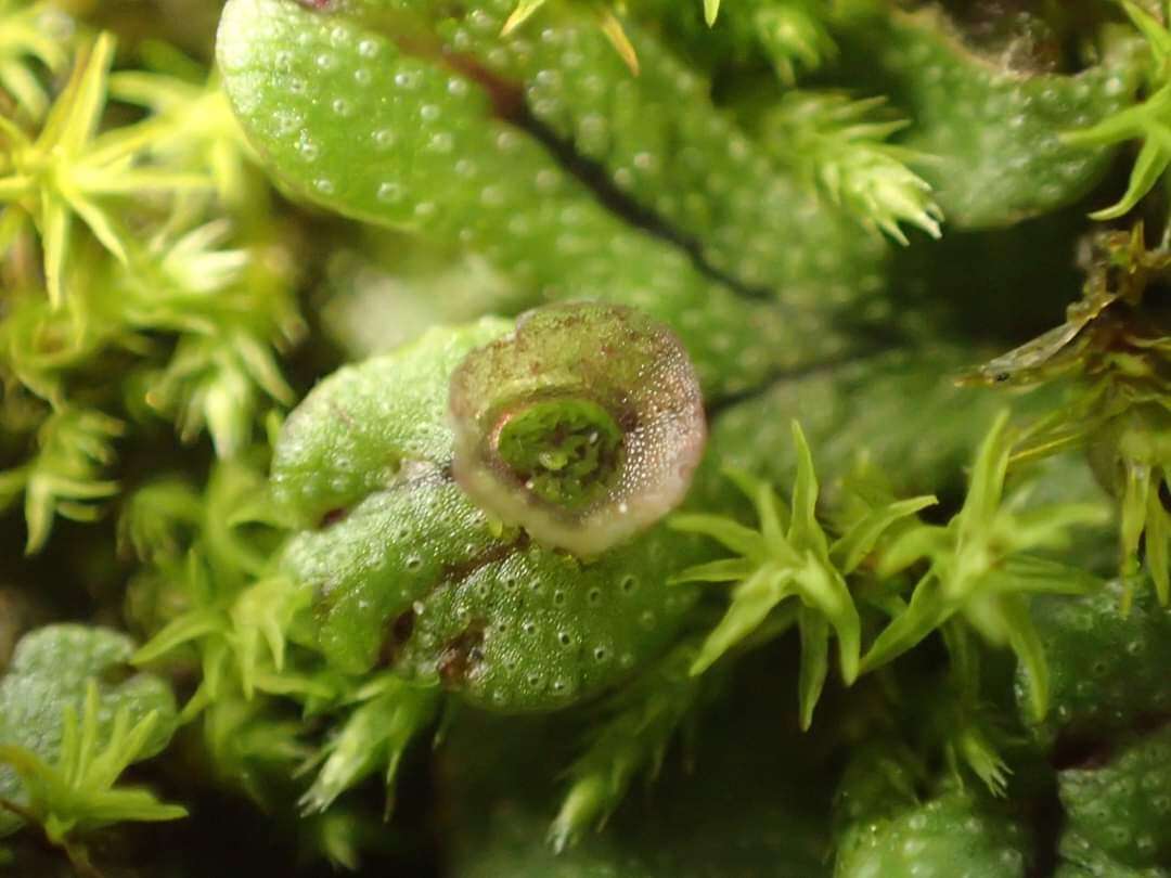 Image of Marchantia pinnata Steph.