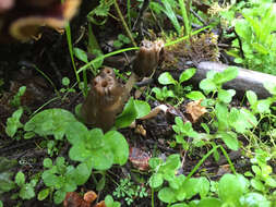 Image of Thimble morel