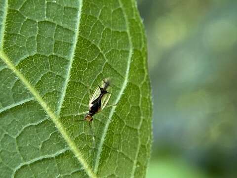 Слика од Hyaliodes vitripennis (Say 1832)