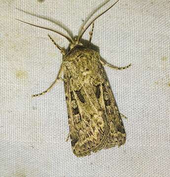 Image of Pale Western Cutworm