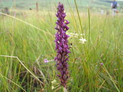 Image de Disa hircicornis Rchb. fil.