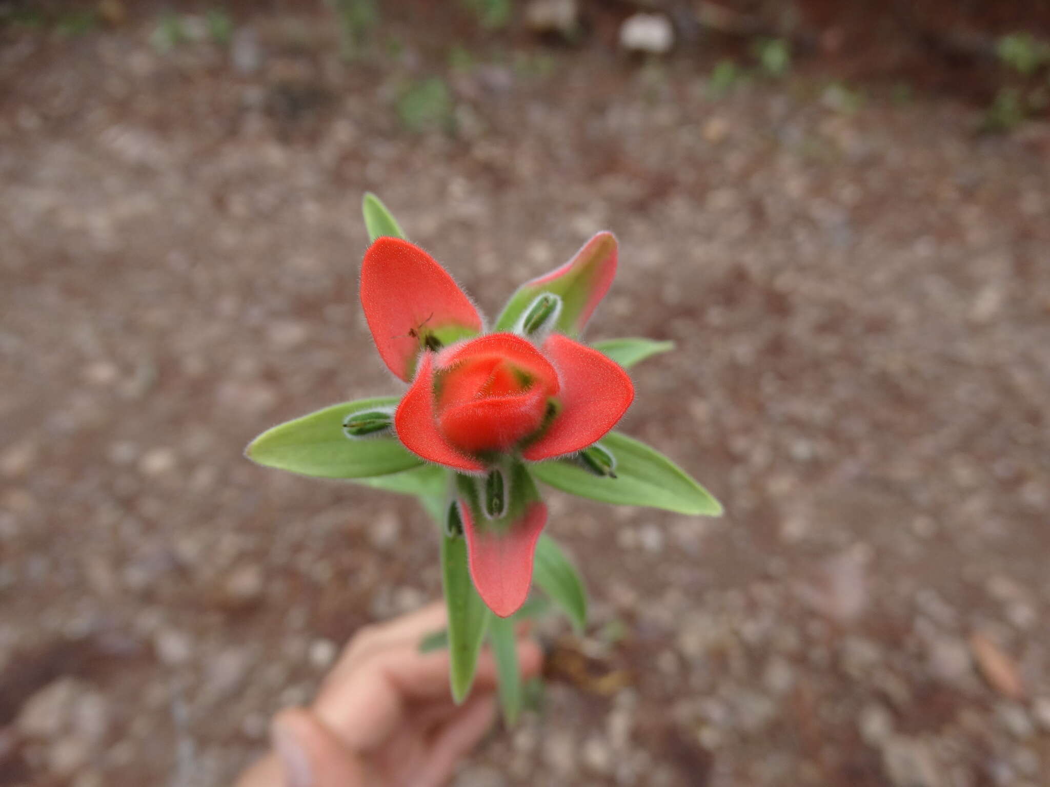 Image of Trans-Pecos Indian paintbrush