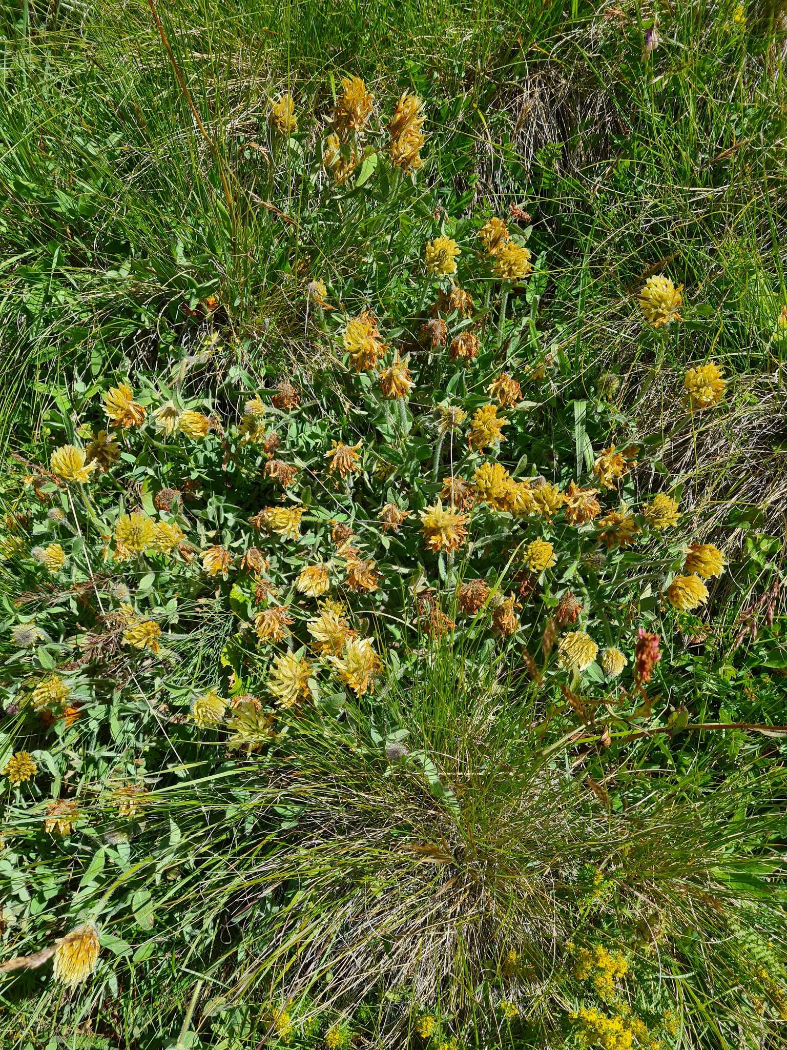 Image of Trifolium trichocephalum M. Bieb.
