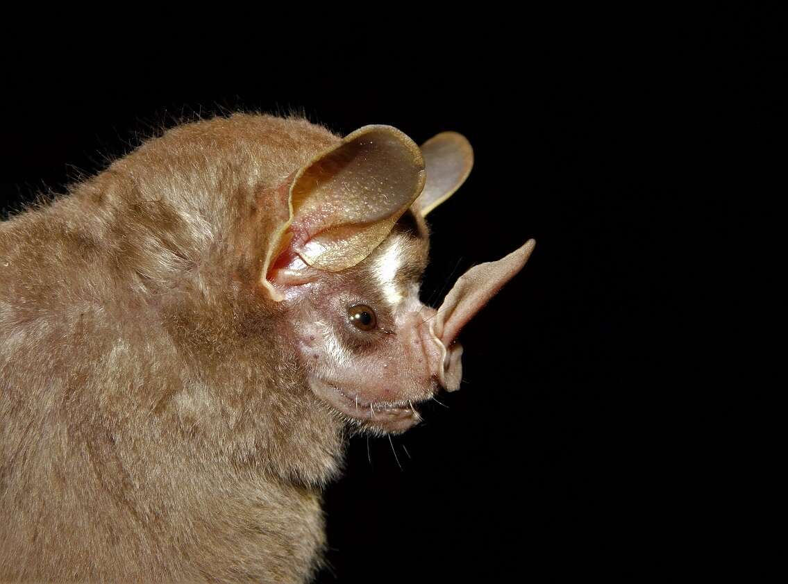 Image of pygmy fruit-eating bat