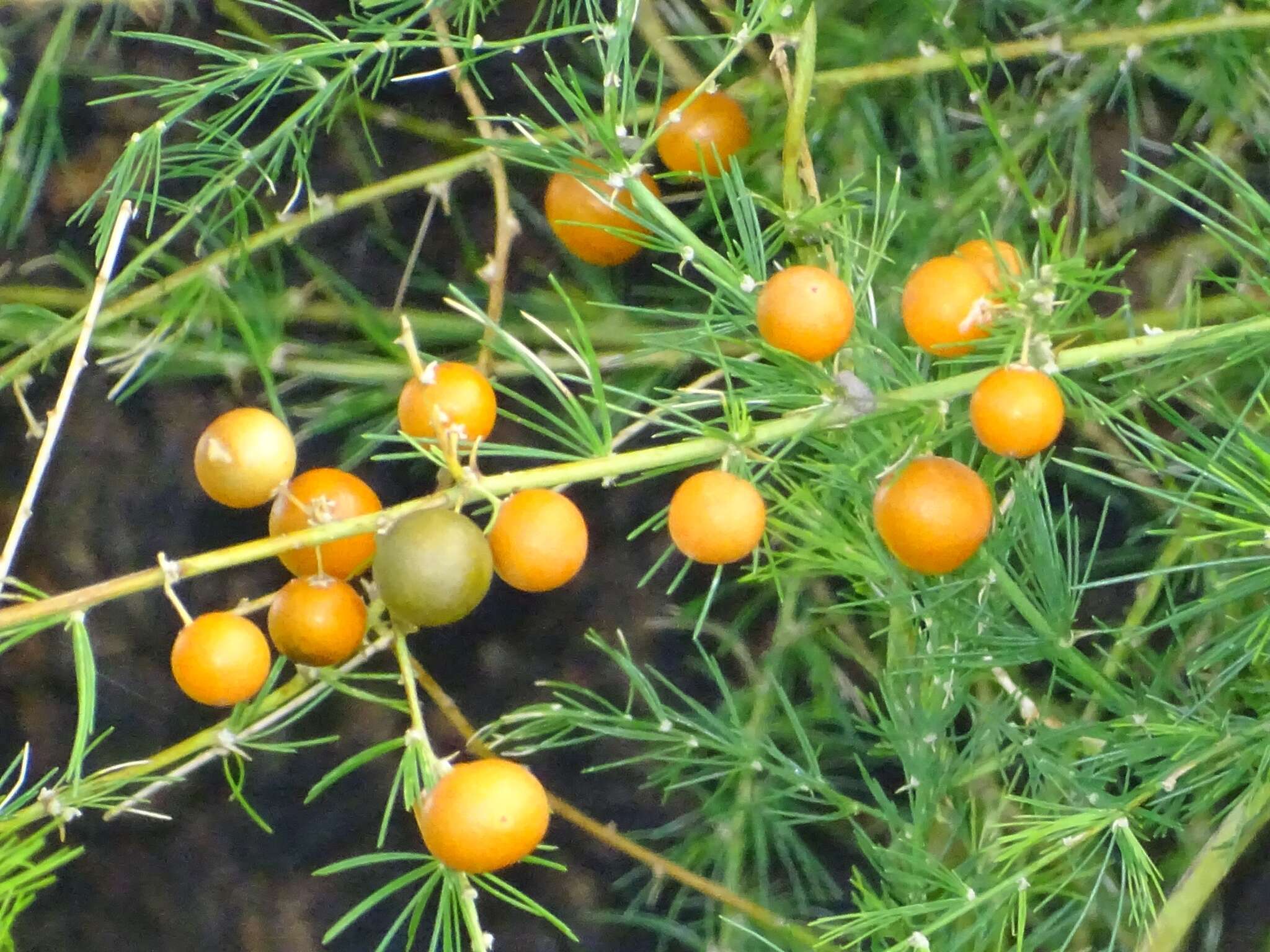 Image of Asparagus flagellaris (Kunth) Baker