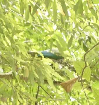 Image of Wompoo Fruit Dove