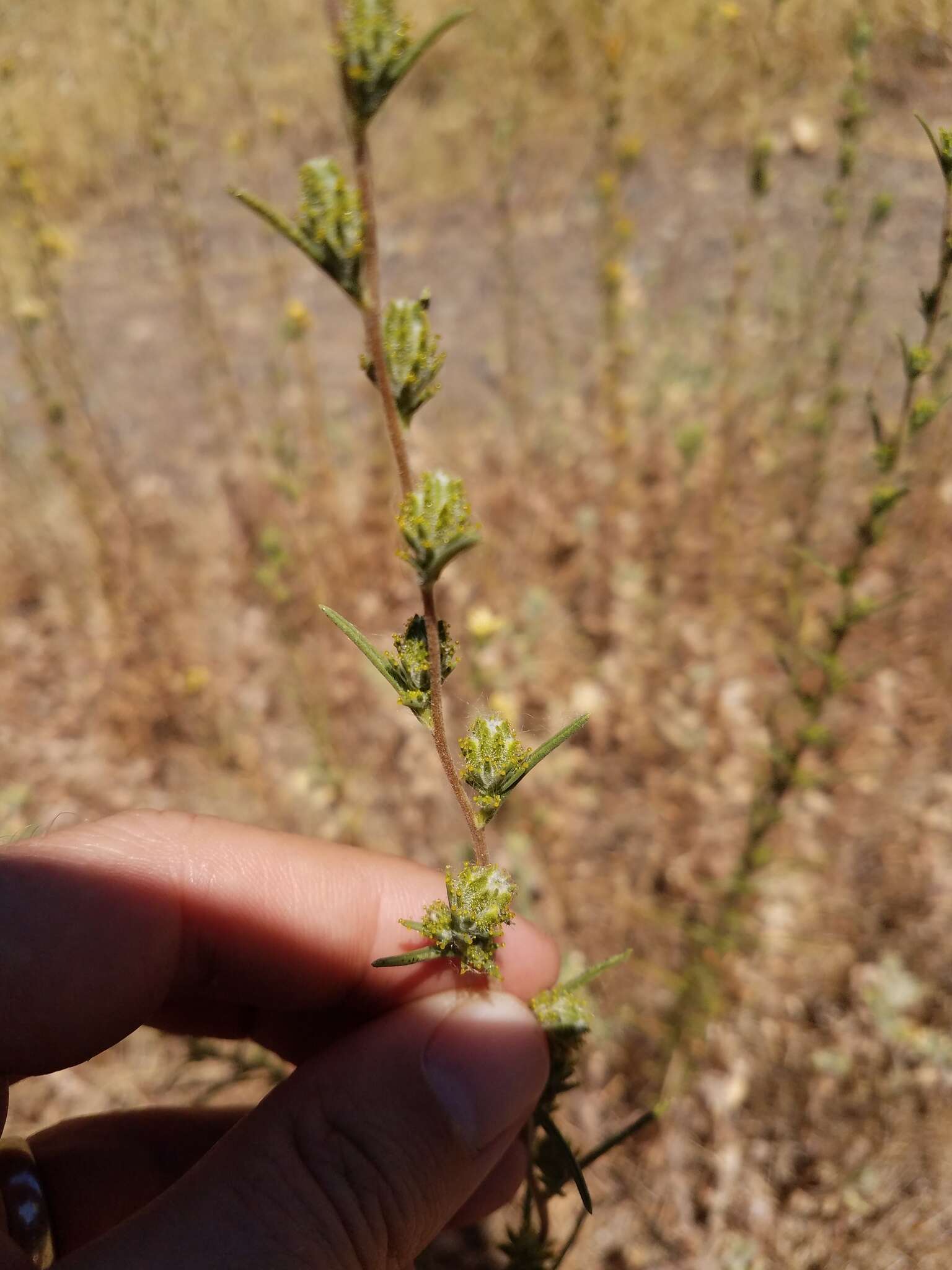 Plancia ëd Calycadenia fremontii A. Gray