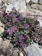 Image of Coville's dwarf sand verbena