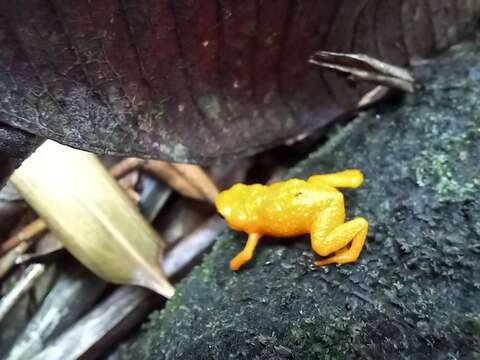 Image of Saddleback toad