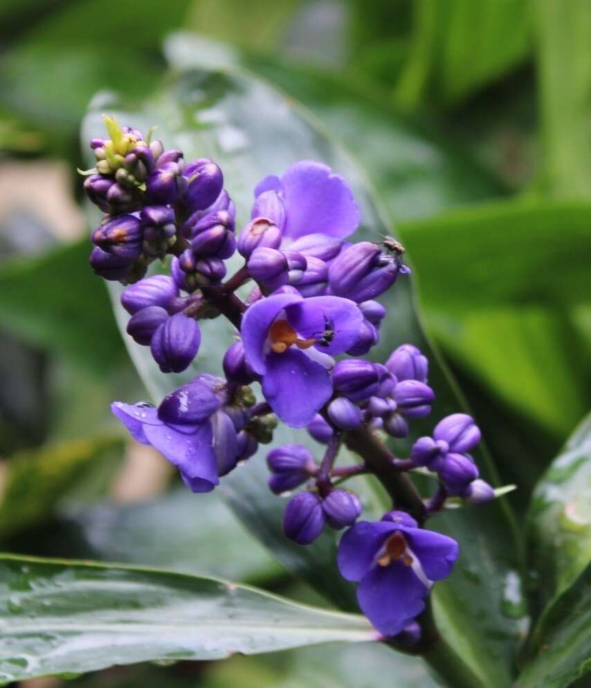 Image of Blue ginger