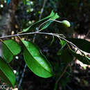 Imagem de Noronhia gracilipes H. Perrier