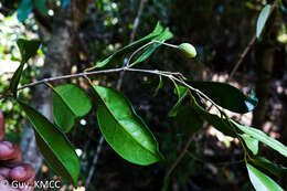 Image of Noronhia gracilipes H. Perrier