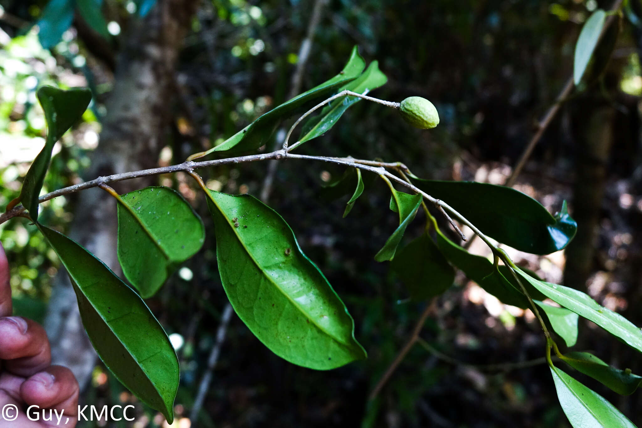 Image of Noronhia gracilipes H. Perrier