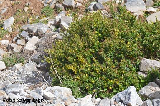 Image of Berberis cretica L.