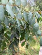 Image of Breynia oblongifolia (Müll. Arg.) Müll. Arg.