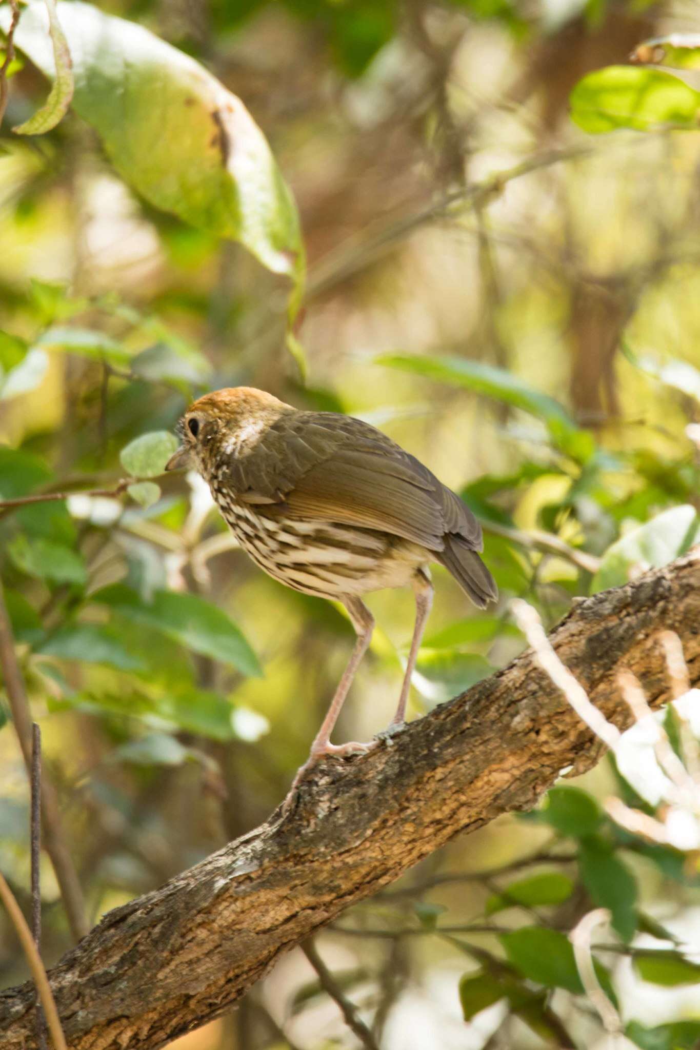 Image of Scrub Antpitta