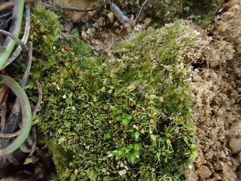 Image of serrate ephemerum moss