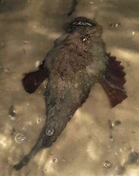 Image of Estuarine stonefish