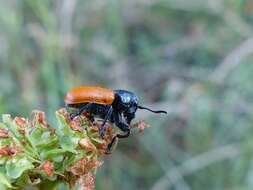 Imagem de <i>Labidostomis taxicornis</i>