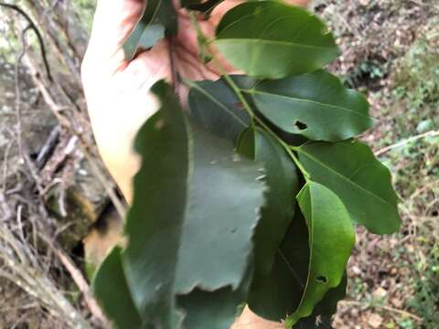 Imagem de Celtis paniculata (Endl.) Planchon