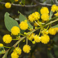 Image of Acacia complanata A. Cunn. ex Benth.